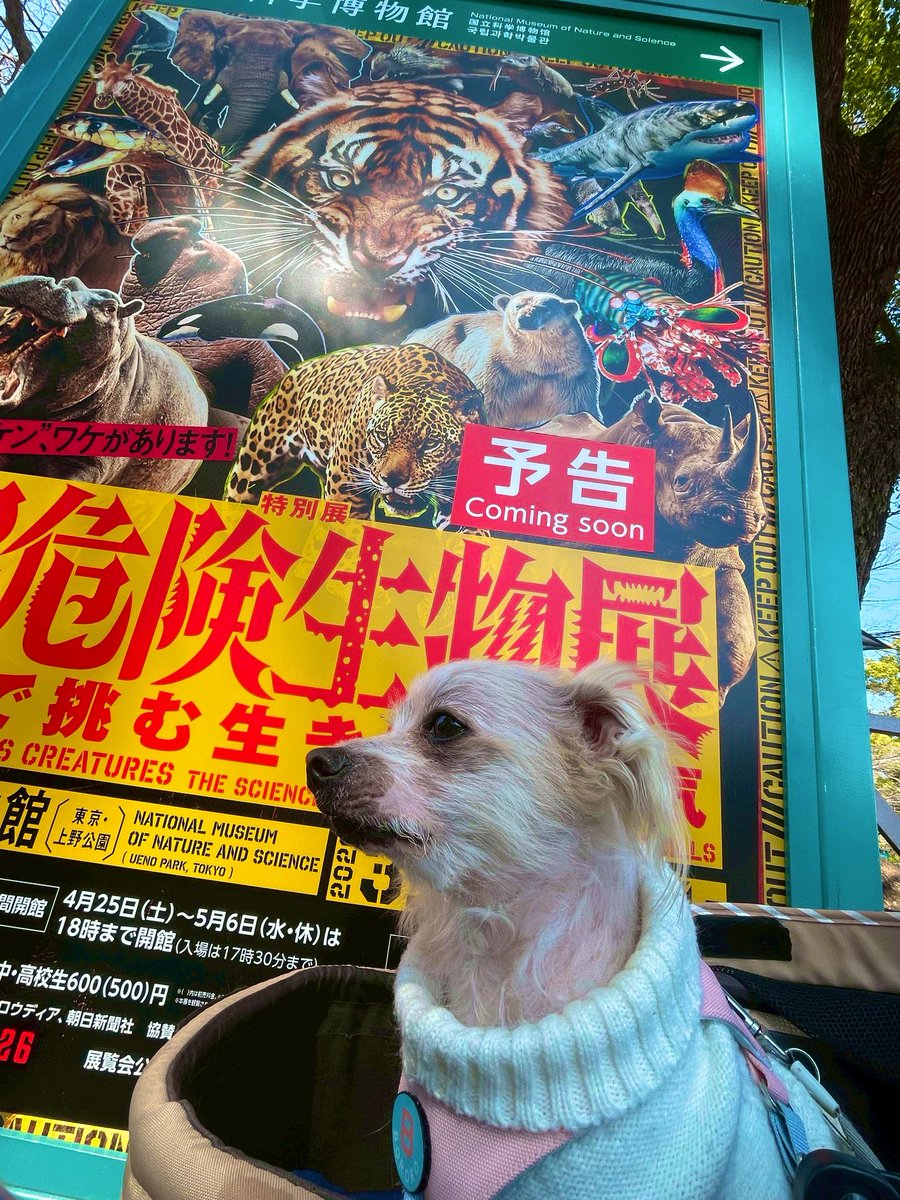 マリー 店長 tweet media