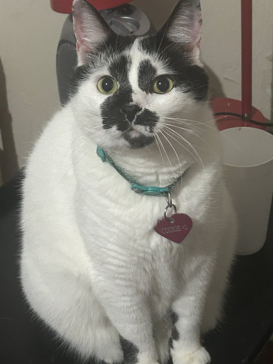 cookie the cat tweet media