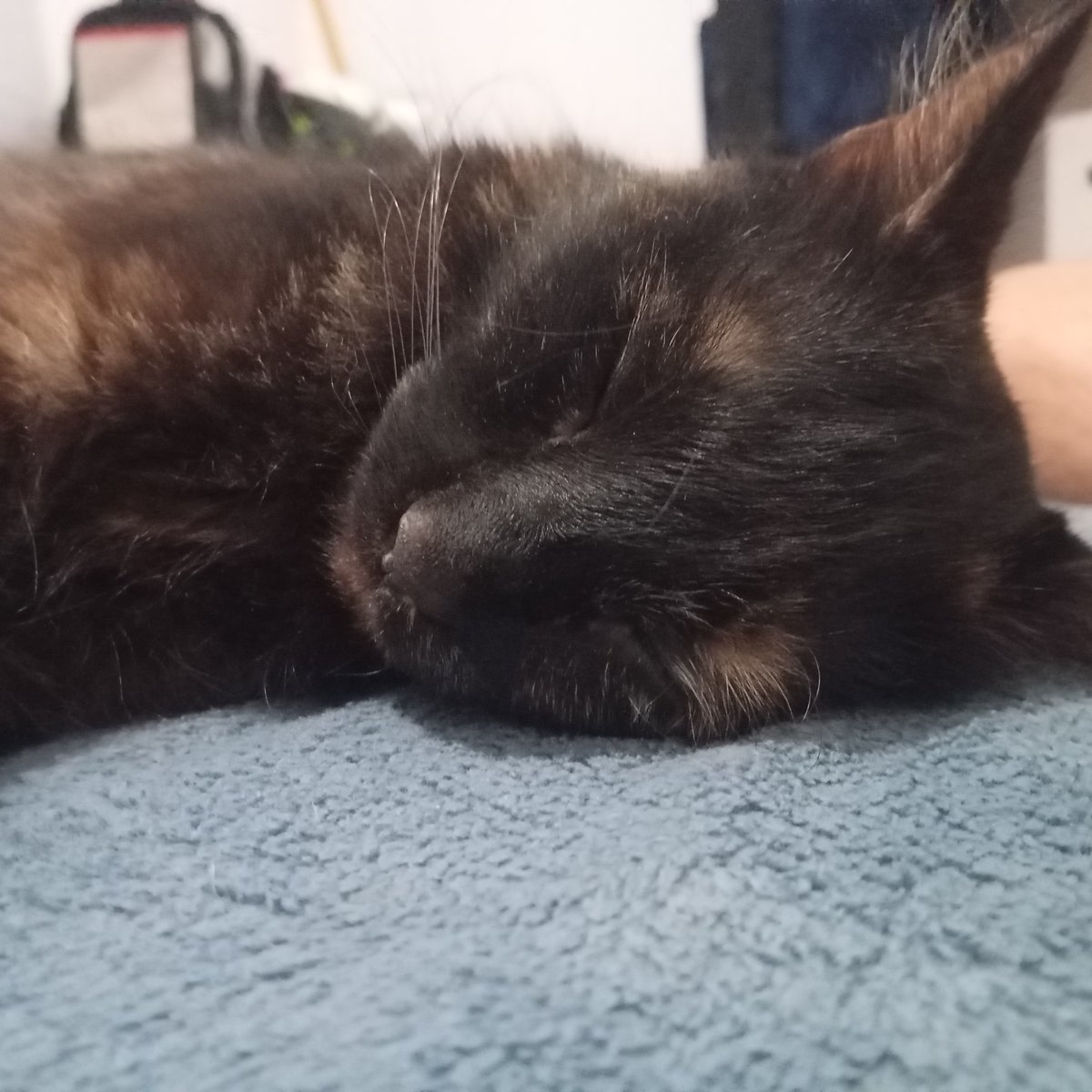 tycalan's tweet photo. @MalditaSummer Mi gata se llama cereza https://t.co/uLzLbYWtFi