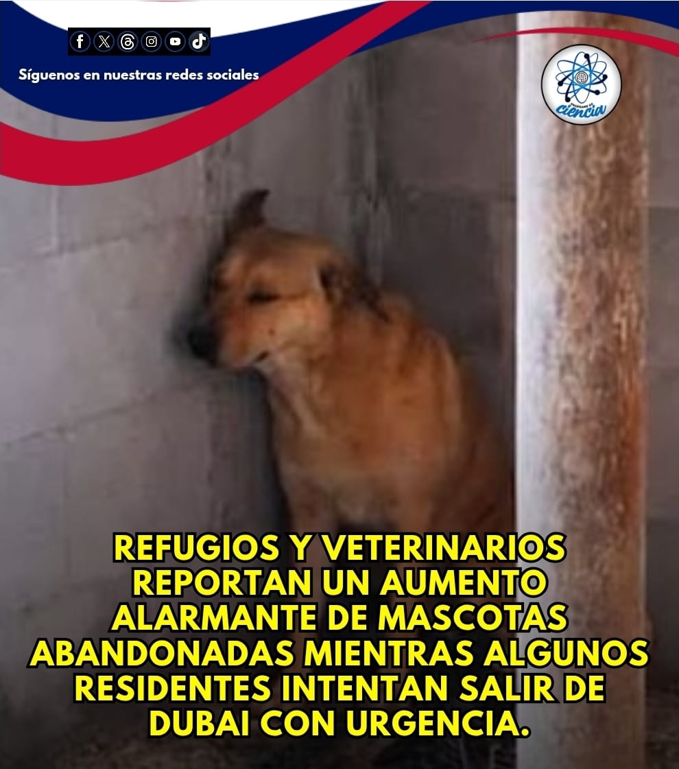 🚨En medio de las tensiones y ataques en Dubái, refugios y veterinarios reportan un aumento alarmante de mascotas abandonadas mientras algunos residentes intentan salir del país con urgencia.

🐶🐱Perros y gatos han sido encontrados en apartamentos vacíos, atados en exteriores o