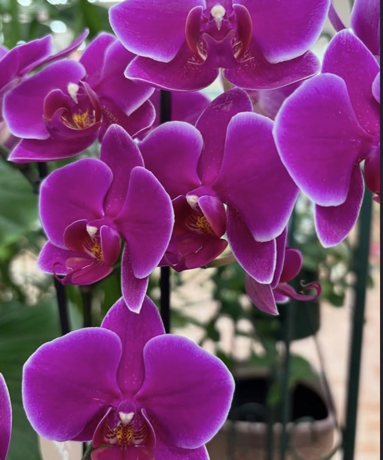 brianwilliam06's tweet photo. Aesthetically pleasing to the eyes🌸 https://t.co/Bs3fSDcfBA