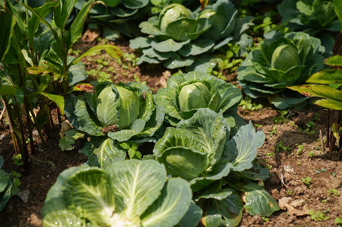 UNDP in Asia and the Pacific tweet media