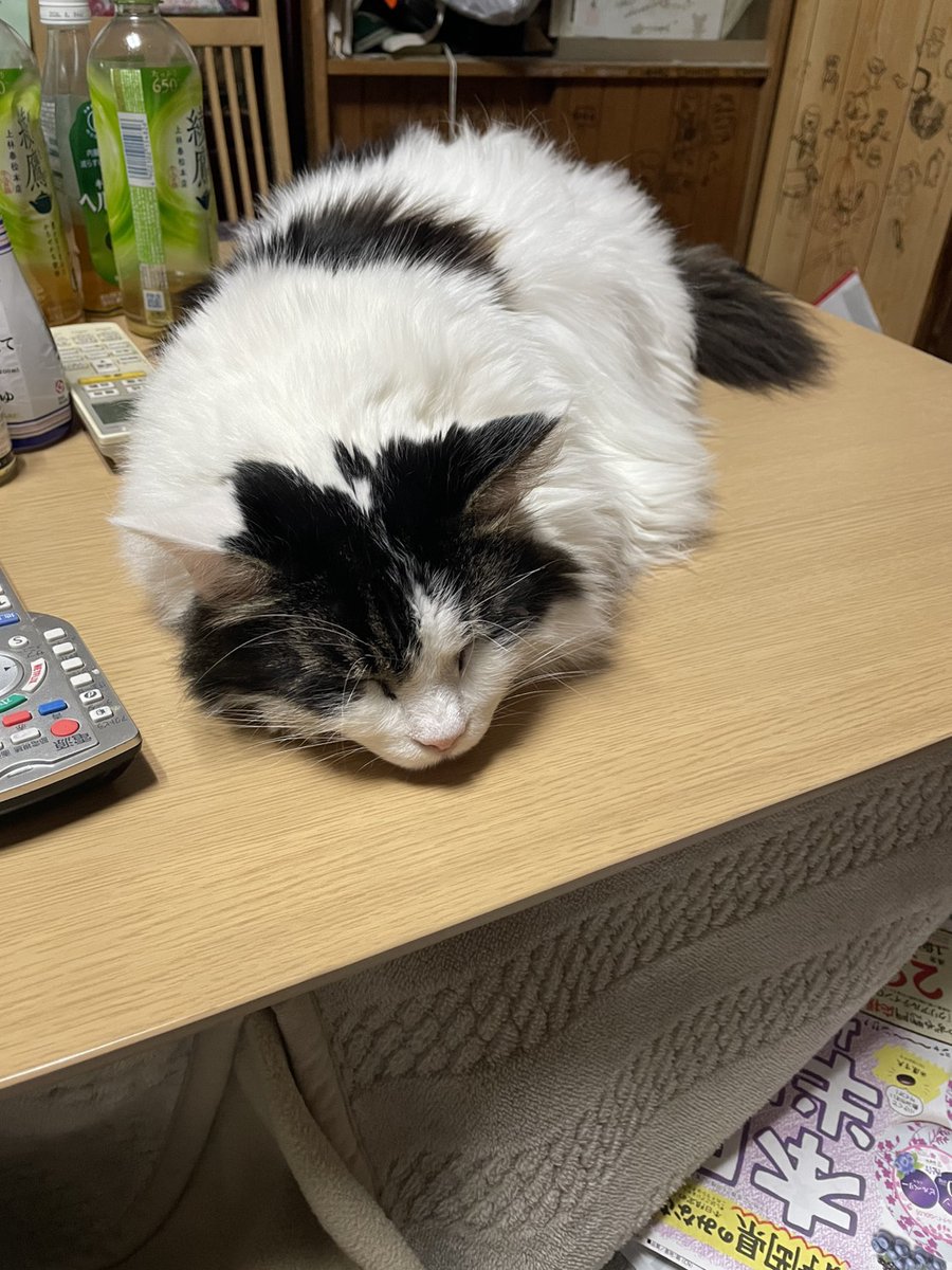 kdk2090's tweet photo. もふもふツチノコ
 #ねこかわいいね    #猫のいる幸せ  #猫好きな人と繋がりたい  #猫がいる生活 https://t.co/dt7CyM1USe