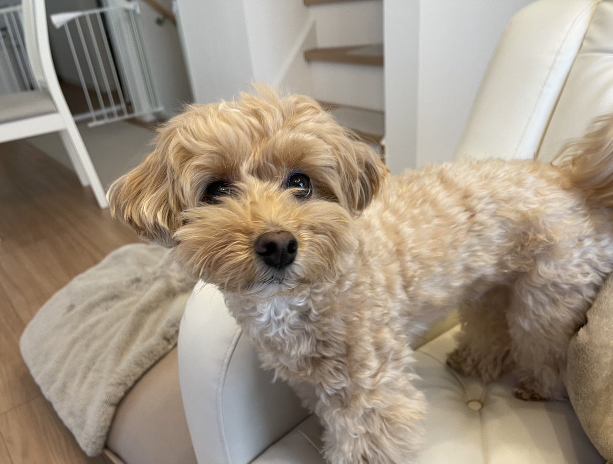 ふわふわマルプーのシフォン tweet media