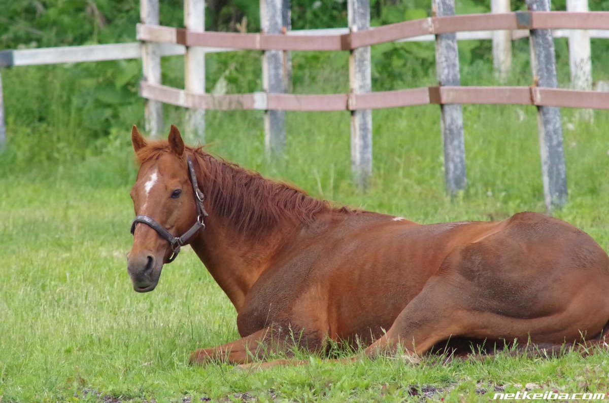 Happy Birthday, TM Opera O! 🐴🤎🎂✨

The cutest chestnut loaf 🍞🌰