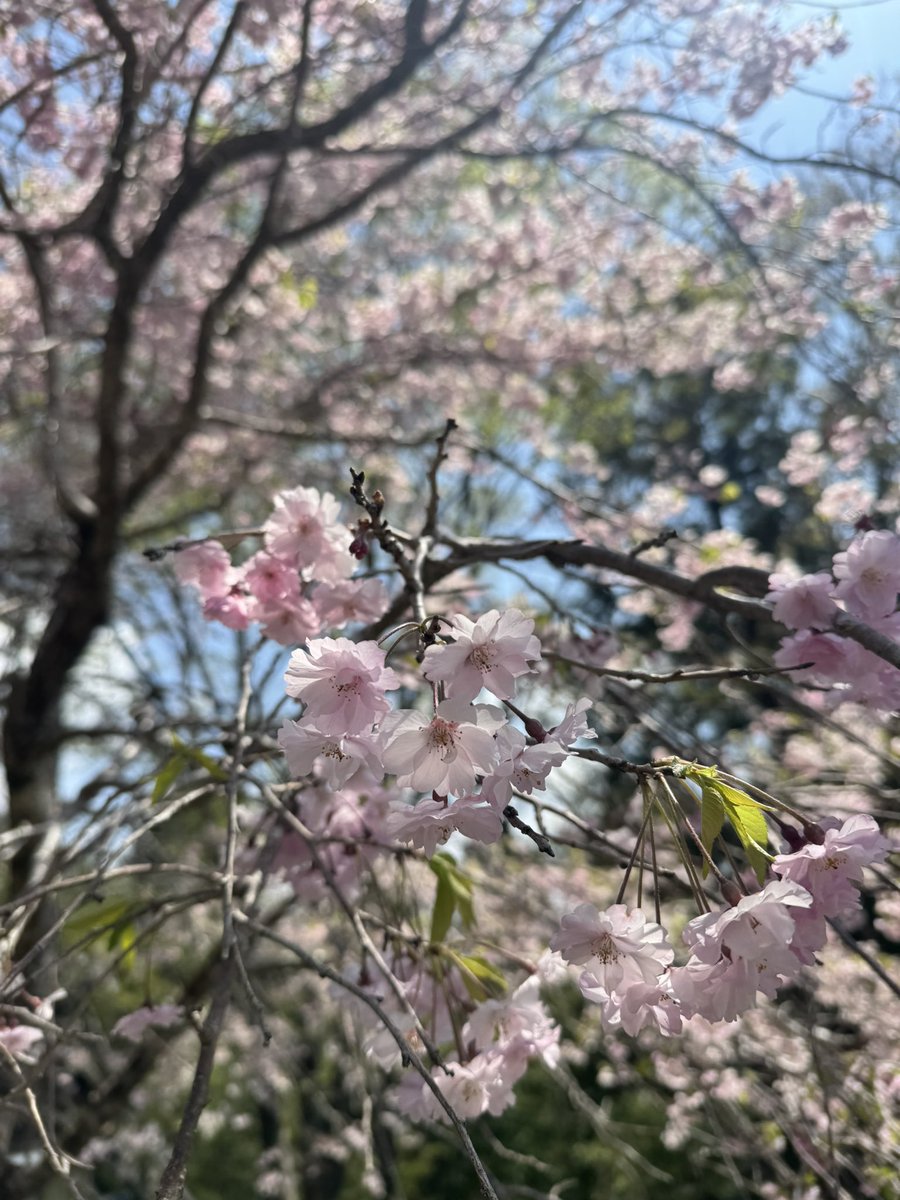 週末の神津島は時化でいけなくなりました。
どこかお花見登山かな〜
