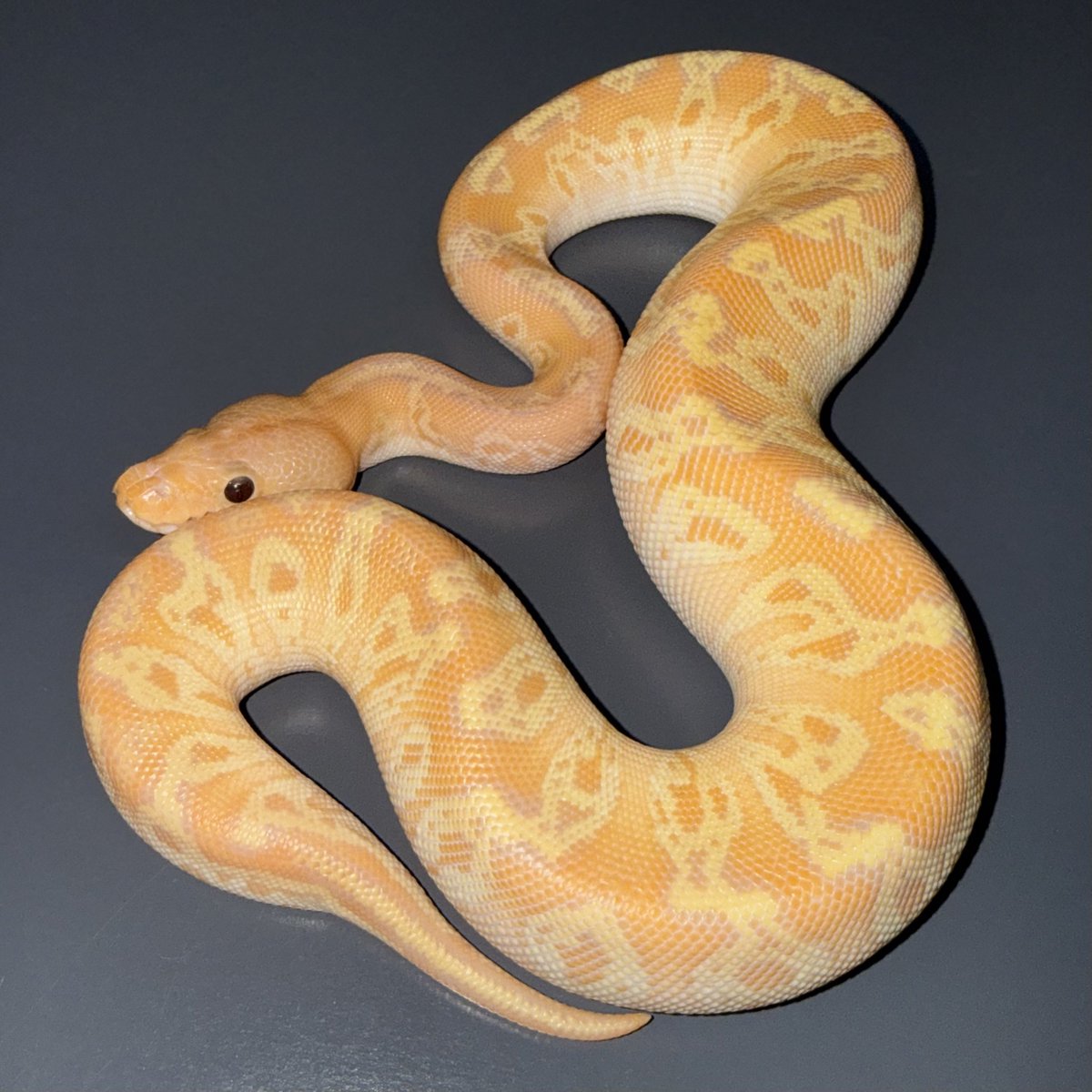 06shockwave tweet media