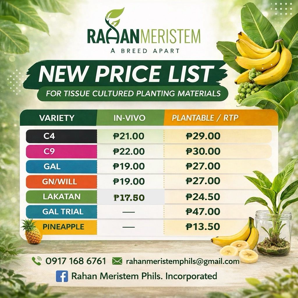 RahanPhils's tweet photo. Rahan Meristem Phils., Inc. announces our updated price list, effective March 15, 2026. This adjustment is due to the global economic situation, and increasing costs of raw materials used in production and logistics.
 Pls. note that this is a Pick up price. thank you! https://t.co/euMAImHGhQ