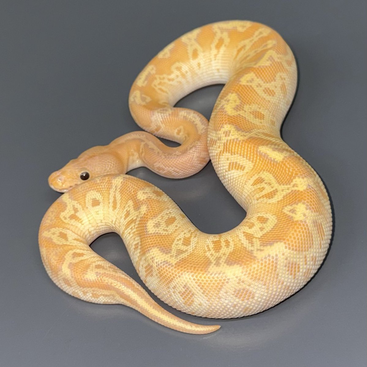 06shockwave tweet media