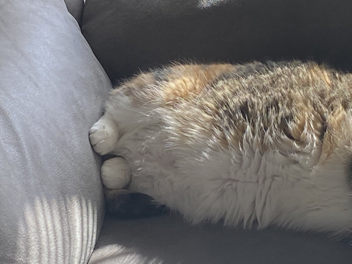 pookiepretz's tweet photo. sorry i forget to post. here’s pretzel’s fluffy marshmallows https://t.co/XY8N6PNM8f