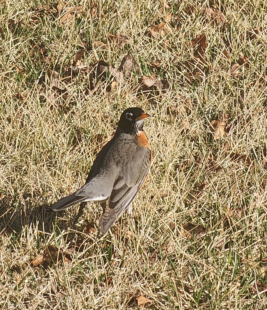 wishapickmmallen tweet media