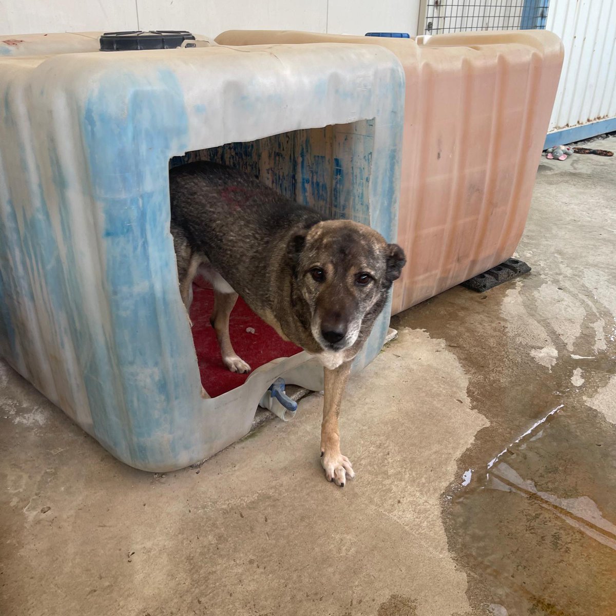 SPCA International tweet media