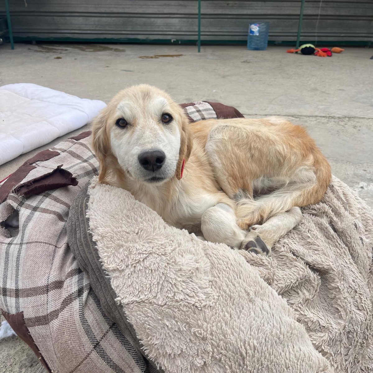 SPCA International tweet media