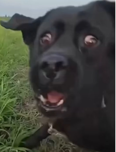 🐿️千白_センびゃく🐸 AKA衝動大饅頭 tweet media