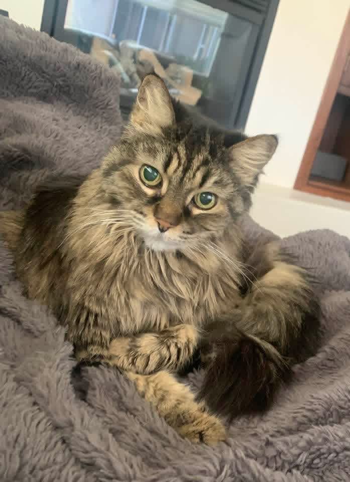 kylekubovchik's tweet photo. @JaneFallon Kitty sends her love and best wishes for a full recovery. 😊❤️ https://t.co/ztwQHH5X6i