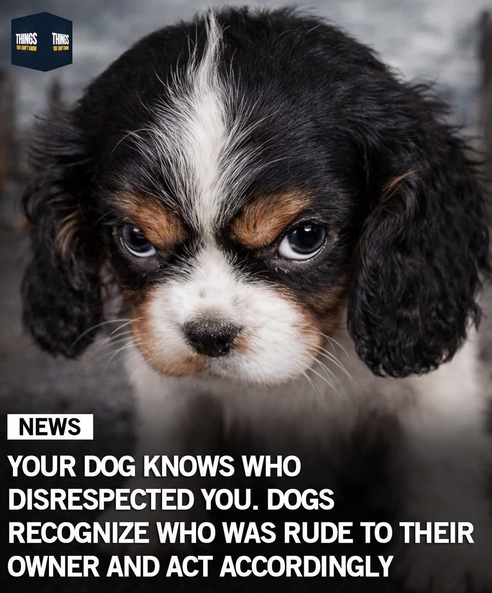 Puppieslover's tweet photo. https://t.co/1LCTyM7hJQ