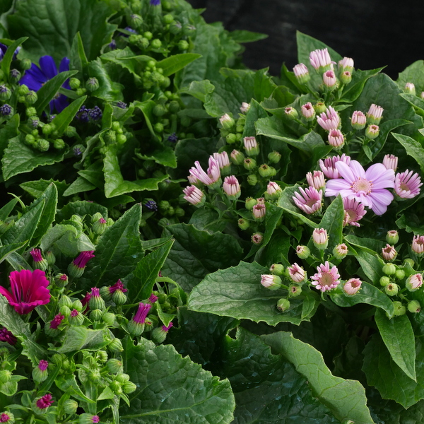 PeterScotsburn's tweet photo. Scotsburn Nurseries Availability List Monday 16th March 2026. - https://t.co/IbaKUMI1WP https://t.co/pF1ox3KtnV