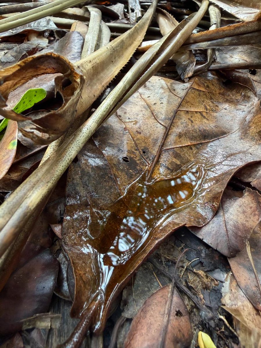 SpidersATSea's tweet photo. Have you noticed how water always seems to pause and gather itself along its journey across Earth- settling into some of the most beautiful, peculiar, and even the most ordinary places? https://t.co/qopHkvGIsW