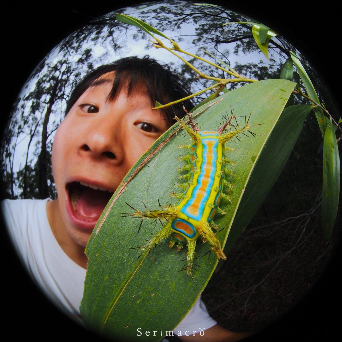 2026.3.1 Brisbaneにて

𝐖𝐚𝐭𝐭𝐥𝐞 𝐂𝐮𝐩 𝐜𝐚𝐭𝐞𝐫𝐩𝐢𝐥𝐥𝐚𝐫🏳️‍🌈
(Calcarifera ordinata)

ヤバい色したイラガ幼虫。
最初ウミウシかと思った。
もうこれウミウシで良いのでは。