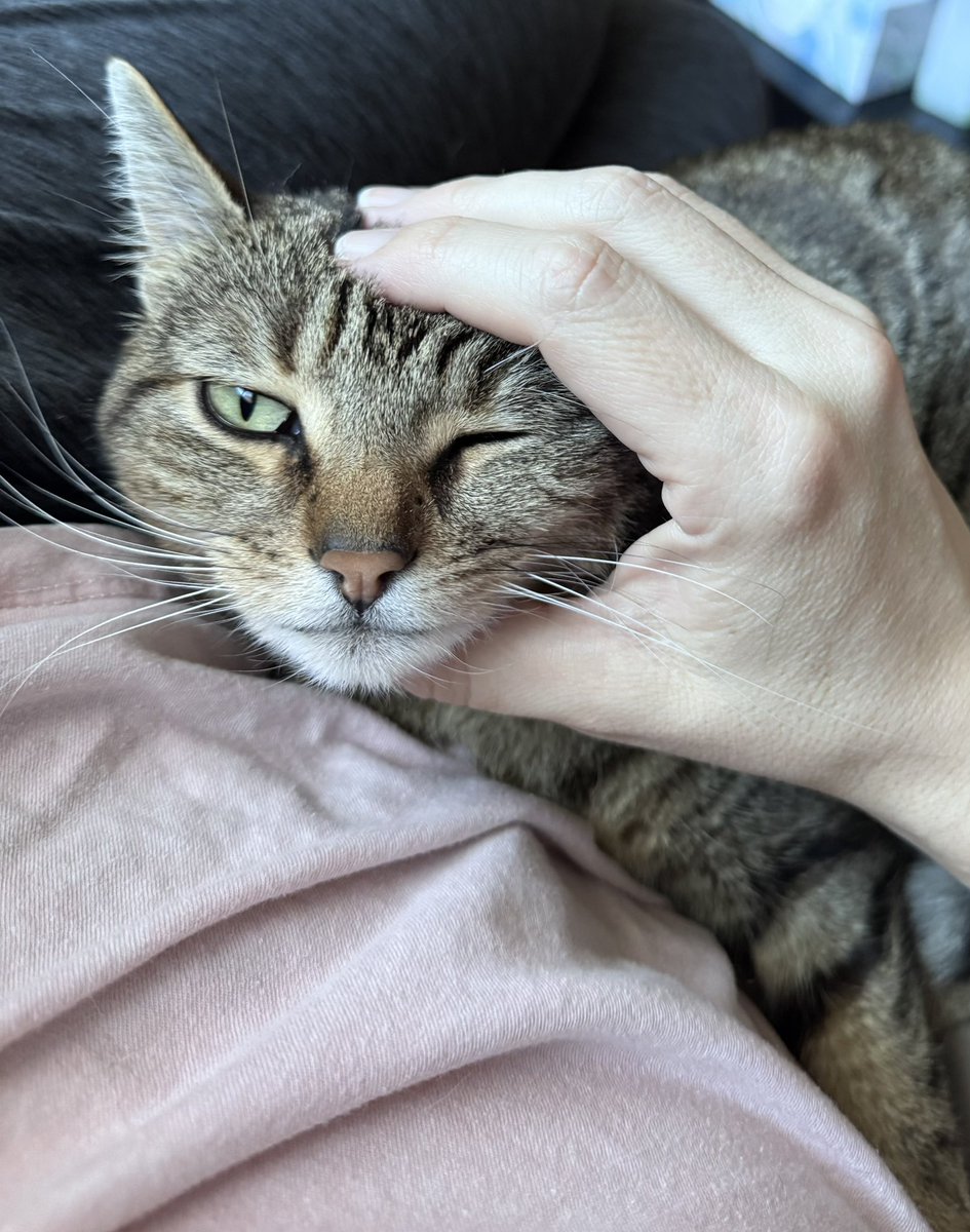 Chicken Lady tweet media