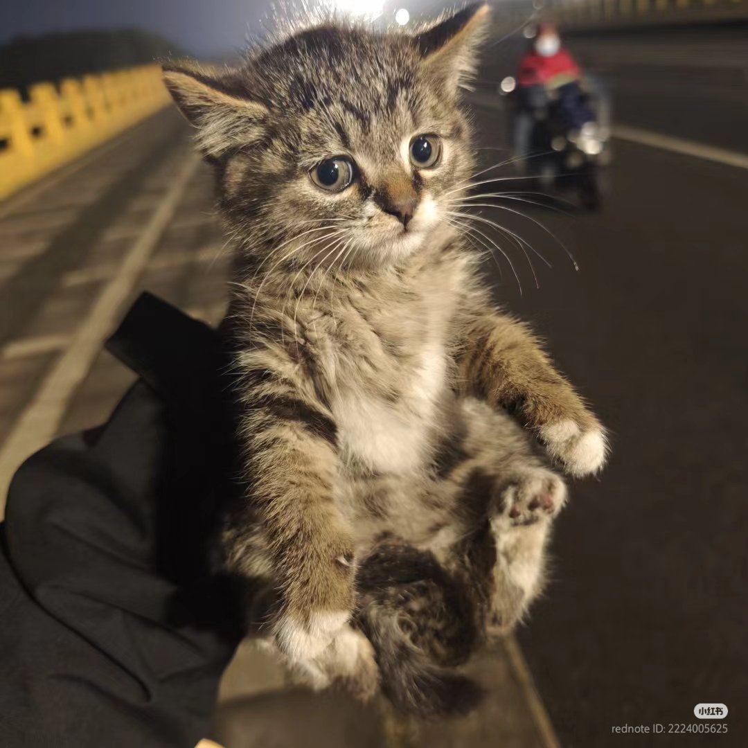 nocontextscats's tweet image. Let him go!!