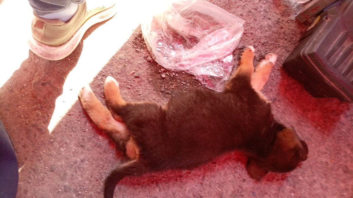 Hoy queremos contarles algo muy triste, algo que lamentablemente viven todos los días miles de cachorros y perritos adultos que sobreviven en la calle.

Ella es Matilda. Ayer fue golpeada en un tianguis en el Estado de México solo por estar pidiendo comida.
¿Se imaginan que te