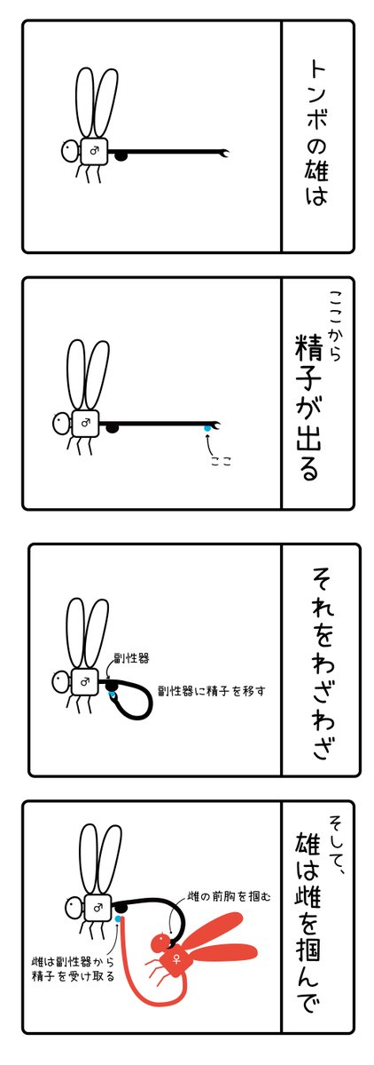 １８．トンボの交尾