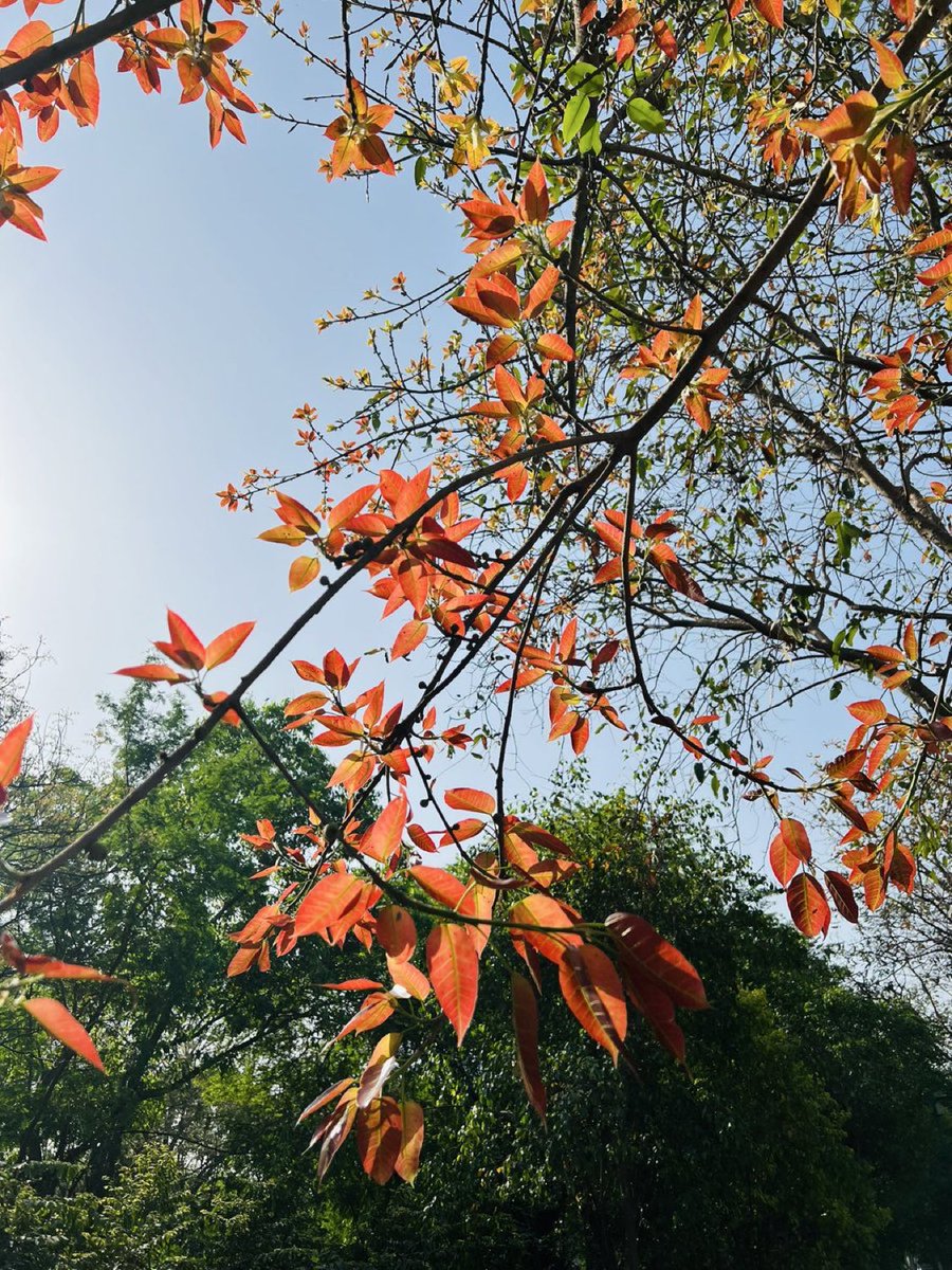 rameshpandeyifs's tweet image. क्या इसी को बहार कहते हैं 
लाला-ओ-गुल से ख़ूँ टपकता है

~सलाम संदेलवी

#spring #nature #leaves