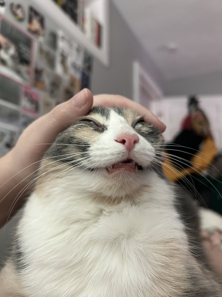 monkey & zoe ❤️ oreo 🌈 tweet media