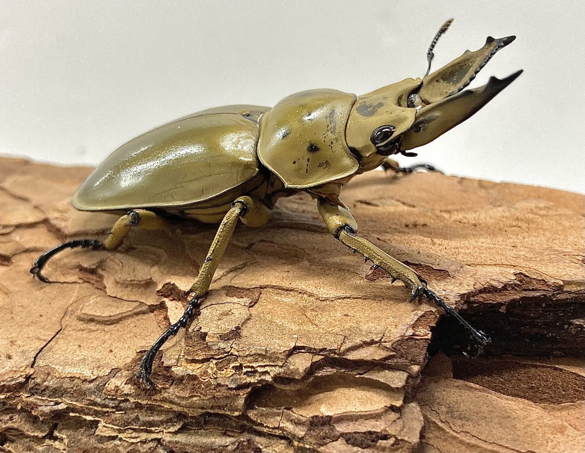 入荷情報@インセクトファミリー tweet media