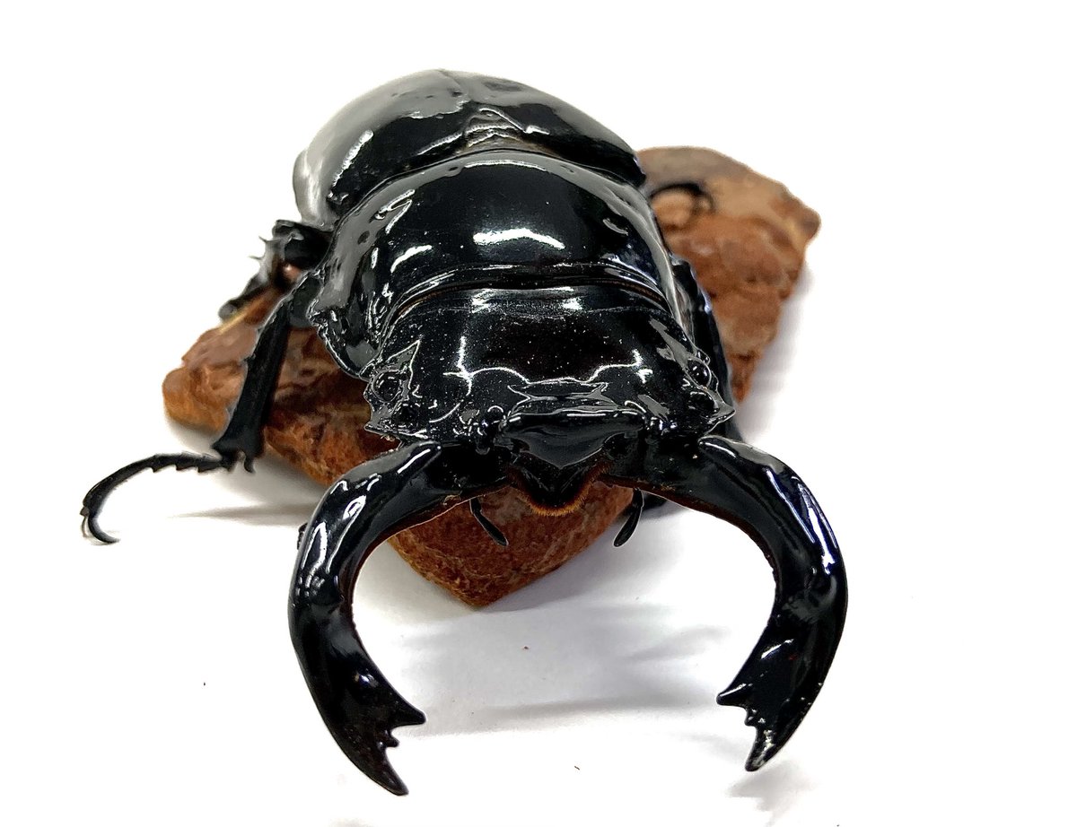 入荷情報@インセクトファミリー tweet media