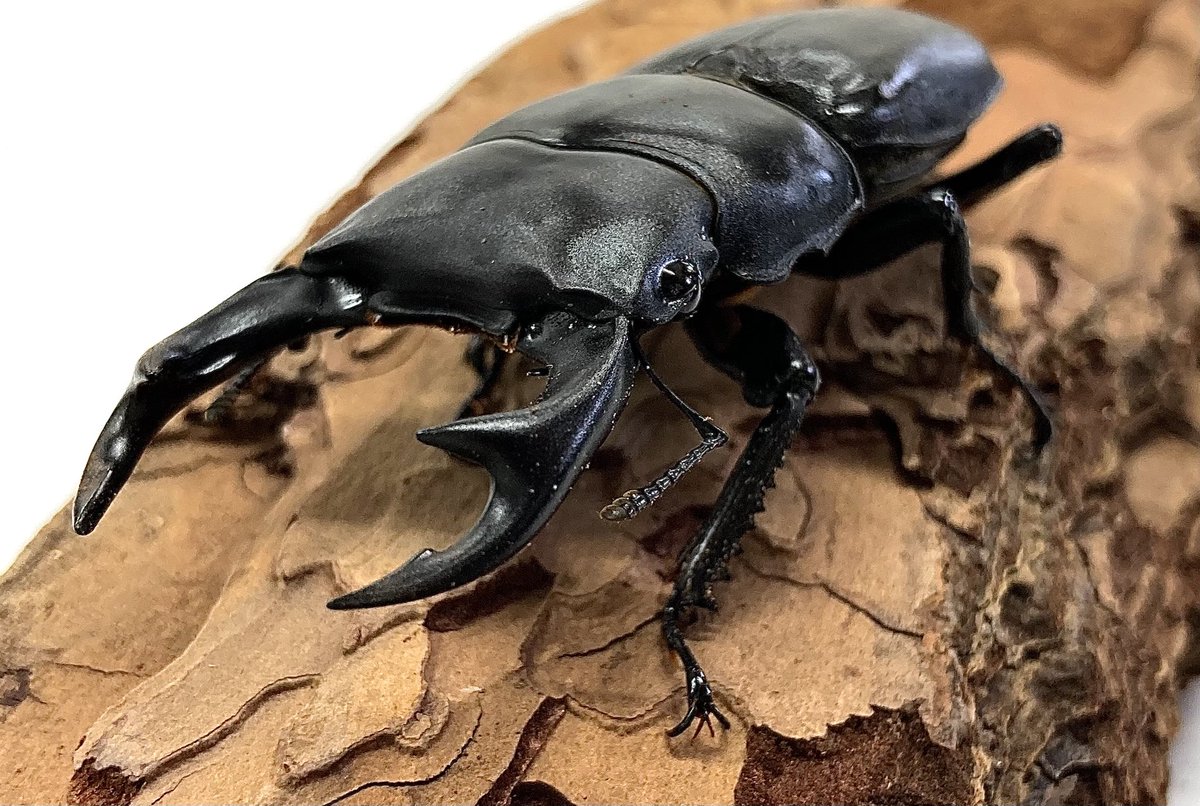 入荷情報@インセクトファミリー tweet media