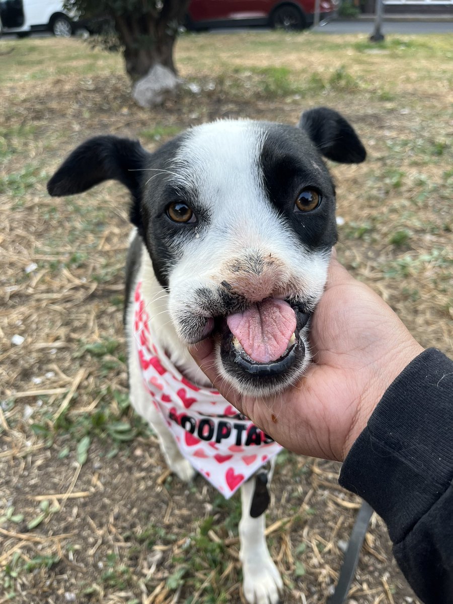 𝙷𝚎𝚕𝚊 𝙼𝚘𝚛𝚎 🐶 tweet media