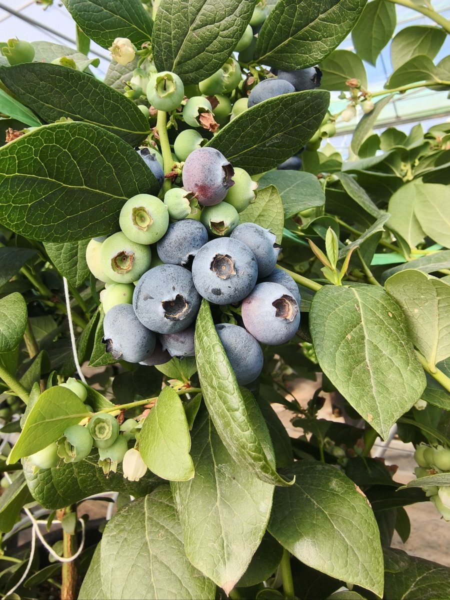 Pete Foley tweet media