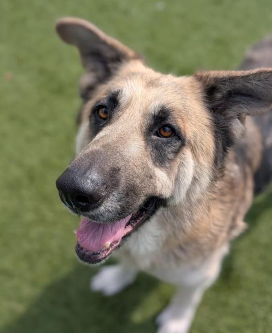 Maple 🐕 🎹 🎸 💙 tweet media