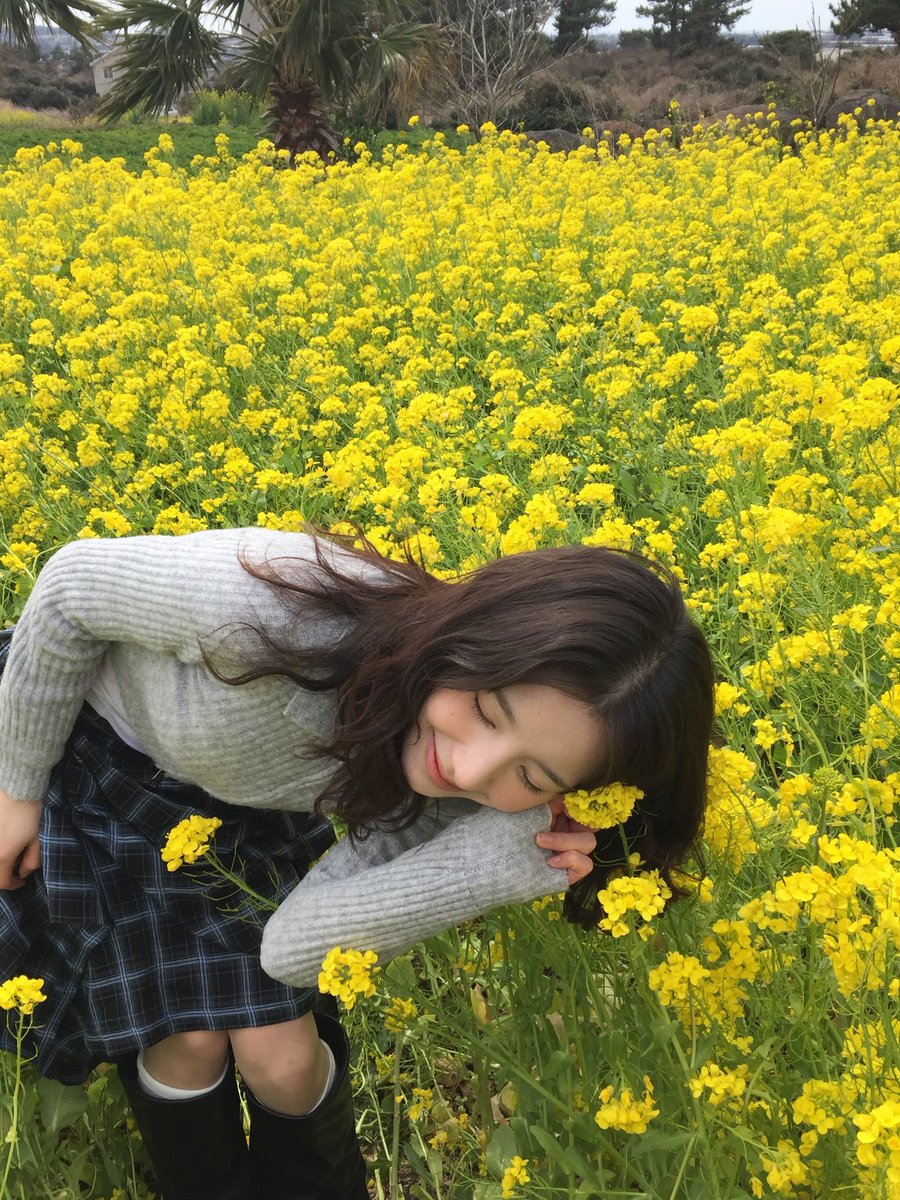 heejinmedia's tweet photo. [260313] 🫧
제주도 사진 낋여왔어오
햇빛 때매 눈부셔서 눈 제대로 못 뜨고 있는 사진이 태반이지만 ㅋㅋㅋ
유채꽃이 너무 이쁘드라궁??
내 귀 옆에서 벌이 웽웽 거리는대도 안 무서웠어 유채꽃이 너무 예뻐서 https://t.co/6ugDorpomc