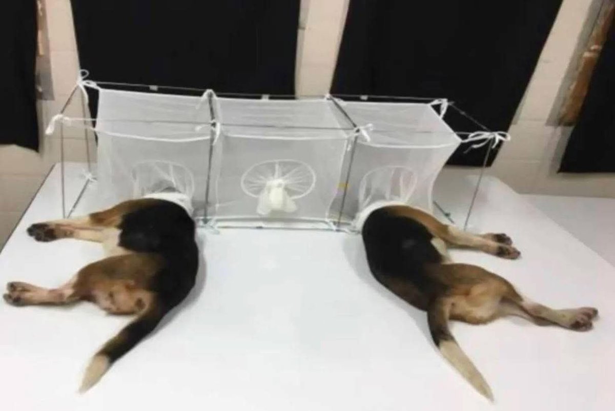 Anthony Fauci funded experiments that involved parasitic sandflies which ate beagle puppies faces. Their vocal chords were cut so they couldn’t cry out. This is who vaxxers admire.