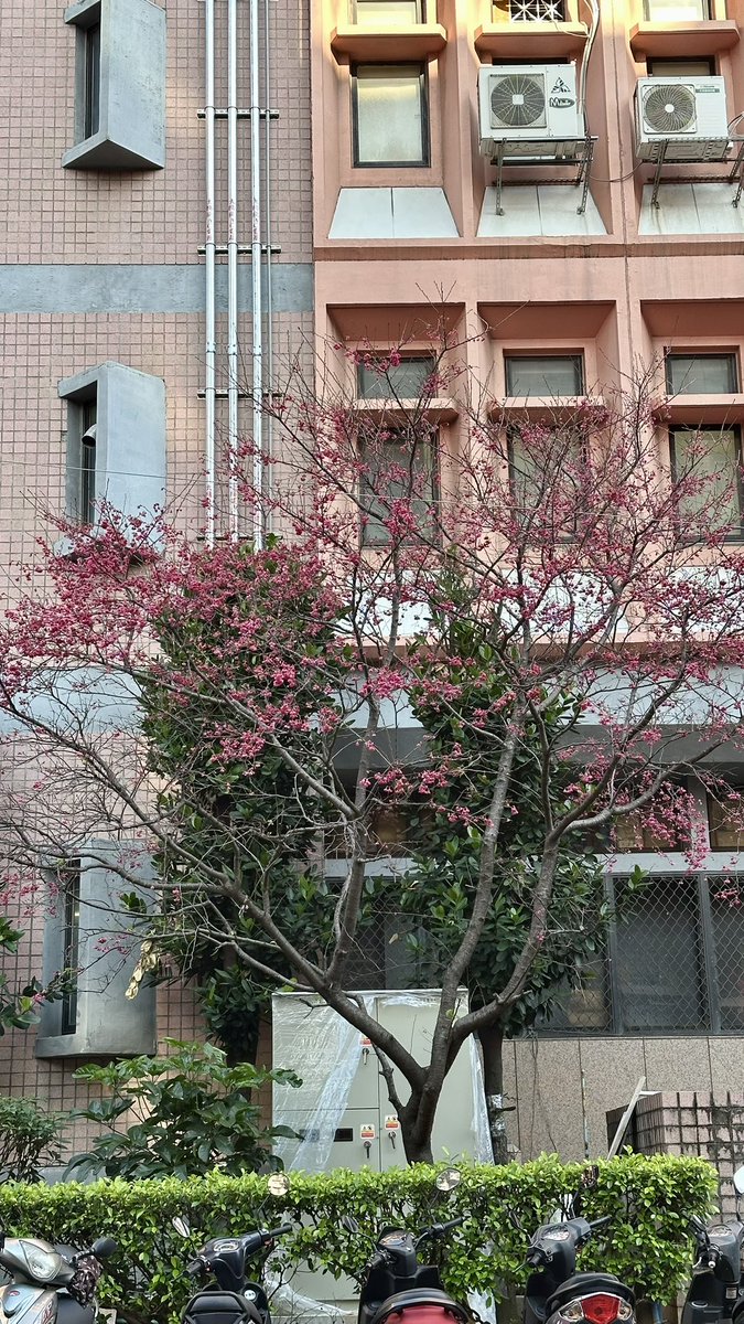 ka________h's tweet photo. 在產業園區上班可以順便賞櫻 https://t.co/Ng0byauiTi