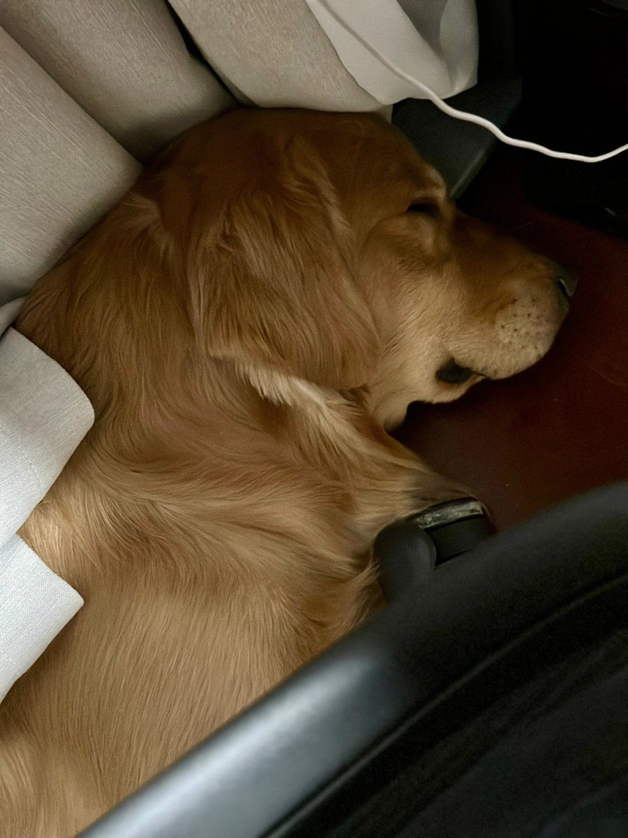 melanie paz tweet media