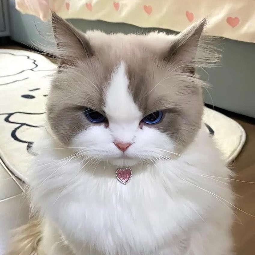 muji ۶ৎ tweet media