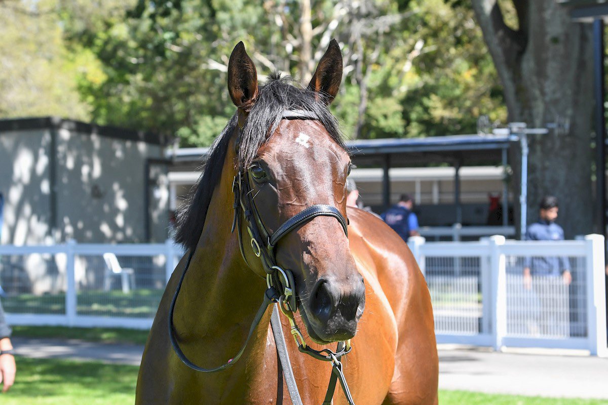 Liam Howley Racing tweet media