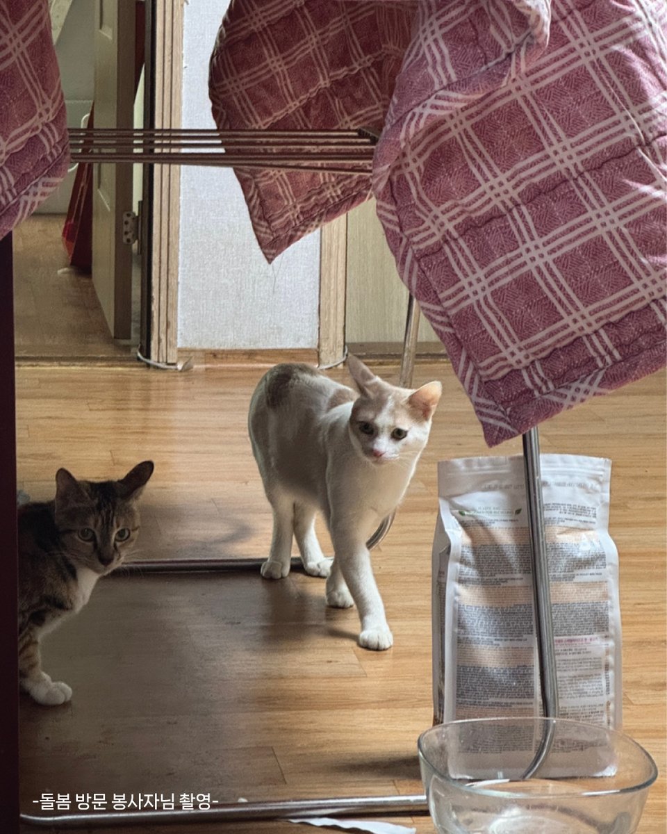 한국고양이보호협회 tweet media