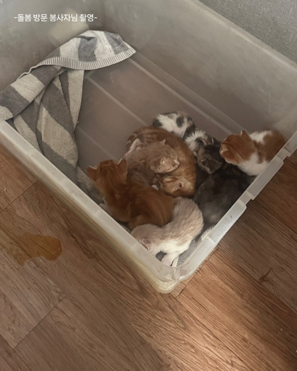 한국고양이보호협회 tweet media