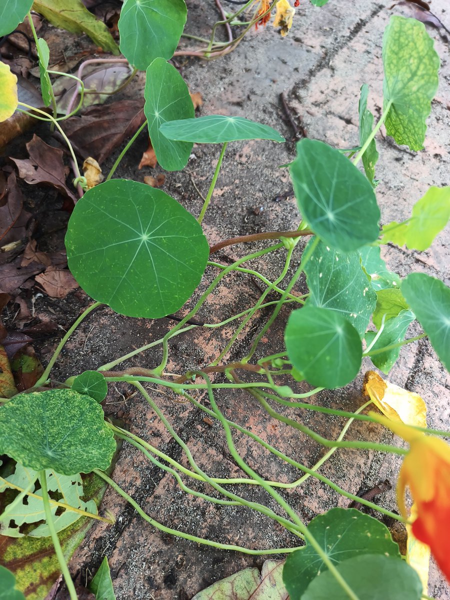 tenebris.via tweet media