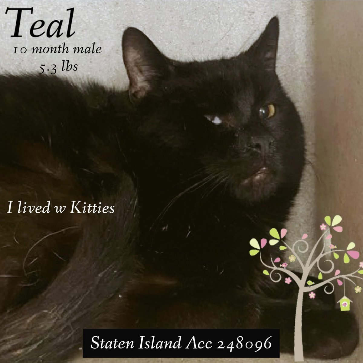 Nik & Marley Cat tweet media