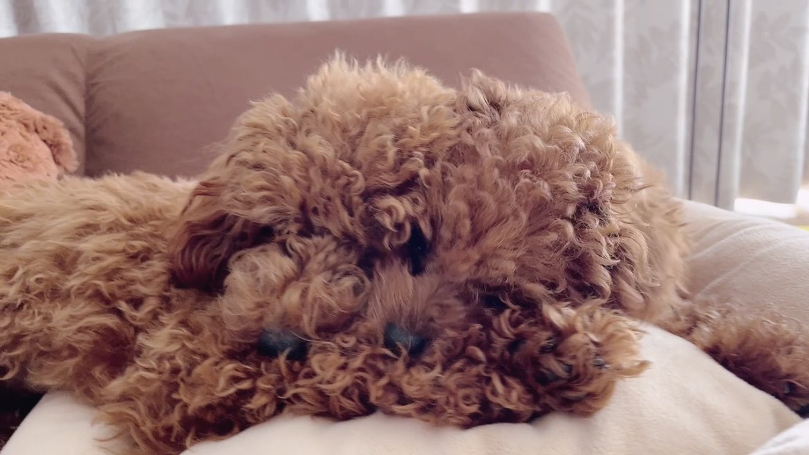 AneAeka's tweet photo. エルちゃんとぷーちゃん仲良しでいつもくっついて寝てるんだけど、そのうち融合しそう https://t.co/IHgOtTHeSo
