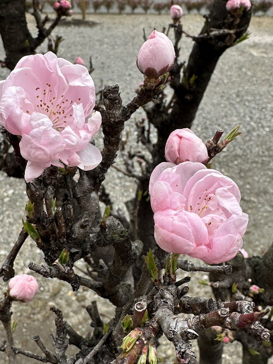 春よ🌸