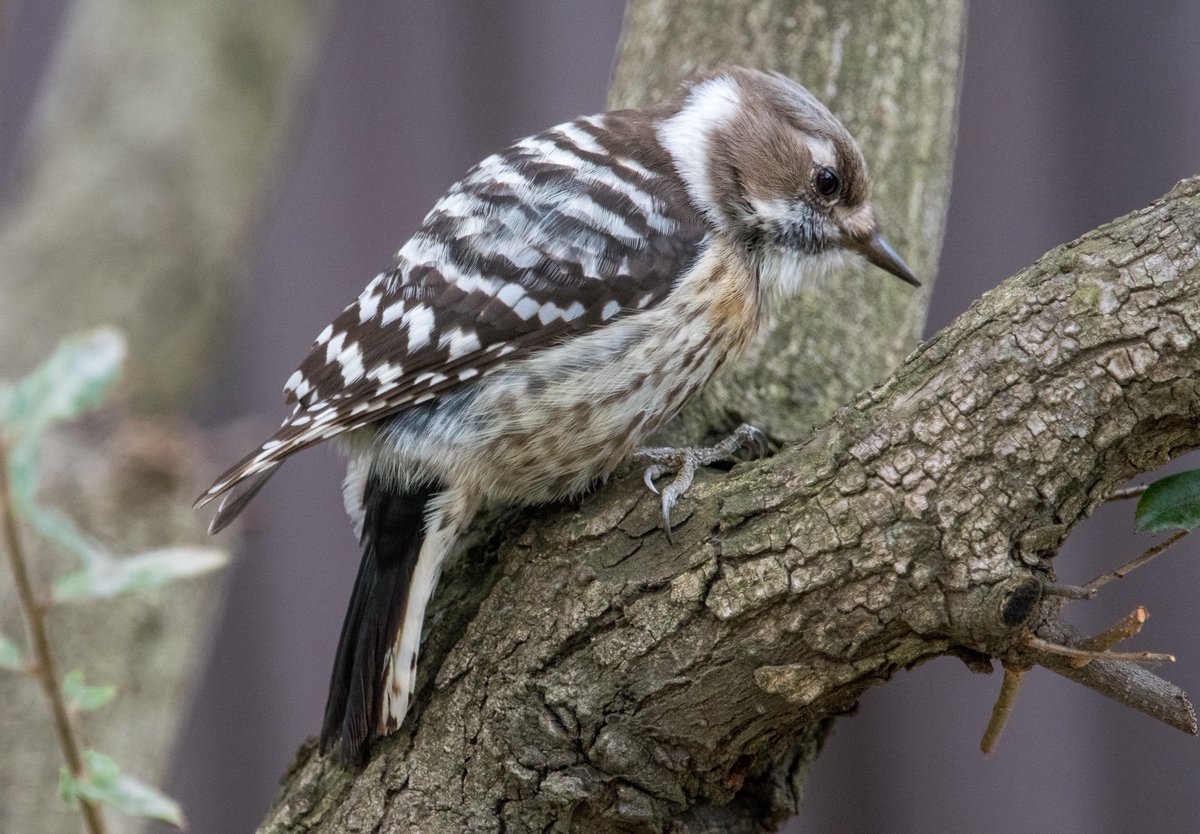 FukuShin tweet media