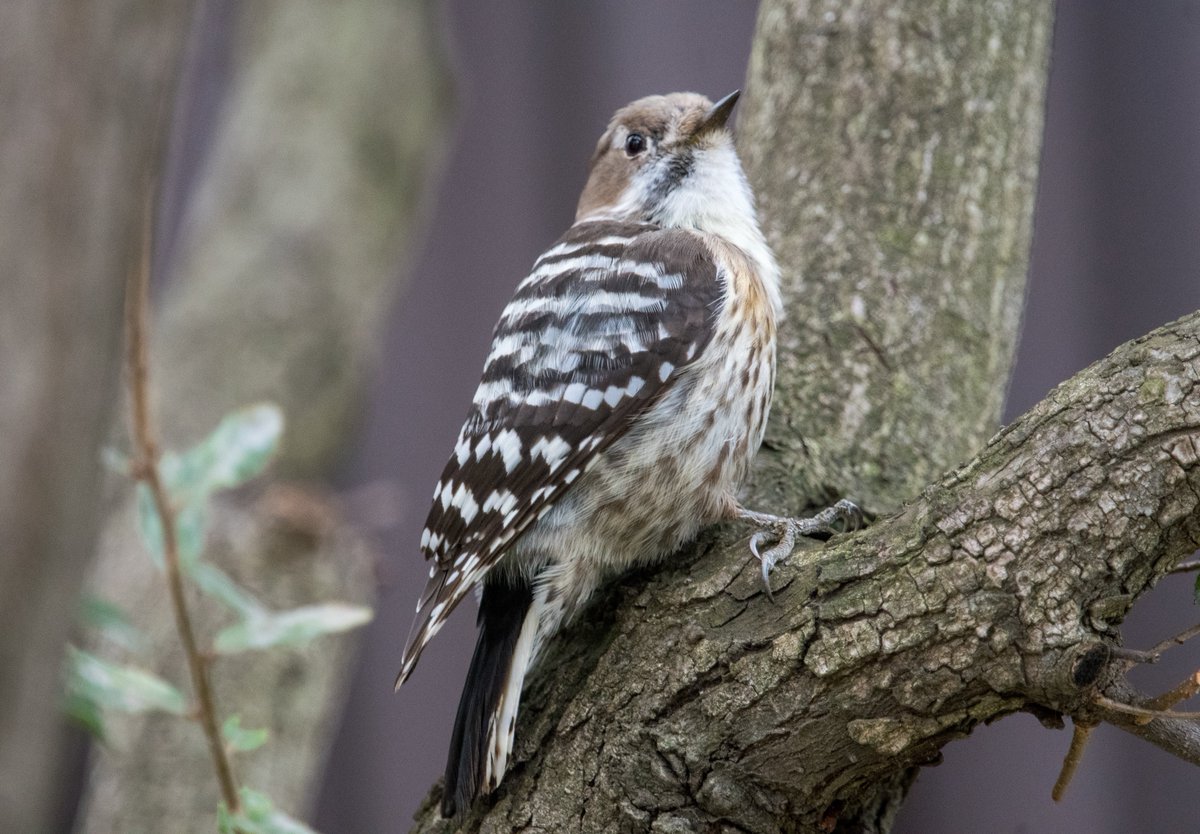 FukuShin tweet media