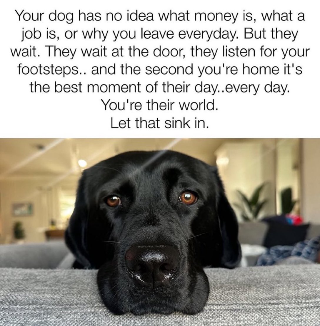 Puppies 🐶 tweet media